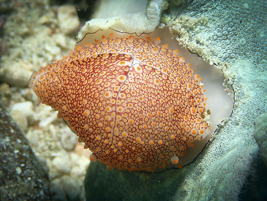 Ovula costellata